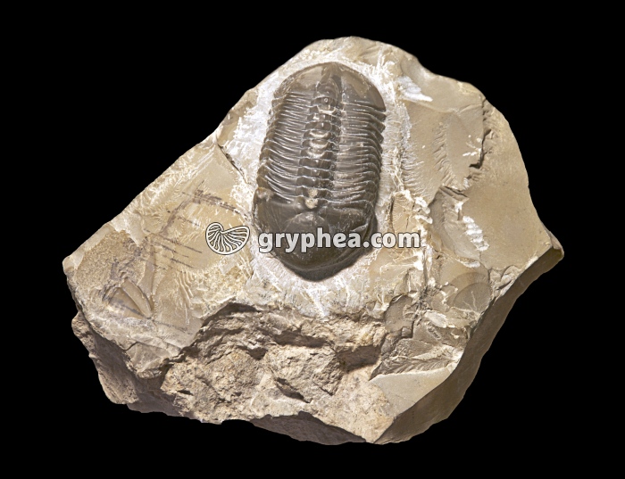 Trilobite - gryphea.org